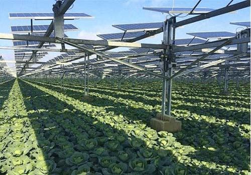 Sistemas agrivoltaicos ou sistema fotovoltaico agrícola
